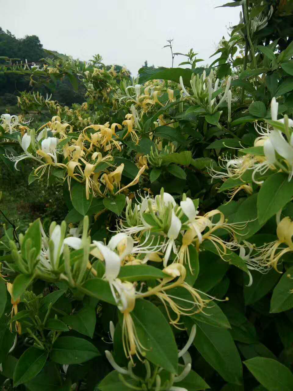 麻阳古树群中蜂养殖专业合作社,麻阳古树群中蜂养殖,麻阳古树群五倍子蜜,麻阳野生蜜