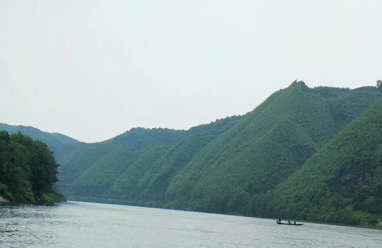 麻阳古树群中蜂养殖专业合作社,麻阳古树群中蜂养殖,麻阳古树群五倍子蜜,麻阳野生蜜