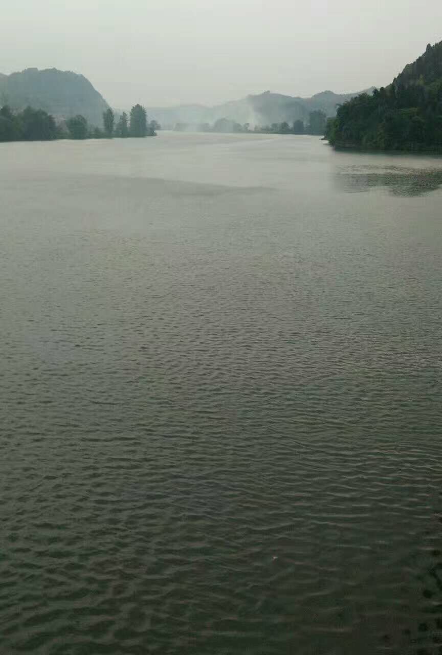 麻阳古树群中蜂养殖专业合作社,麻阳古树群中蜂养殖,麻阳古树群五倍子蜜,麻阳野生蜜