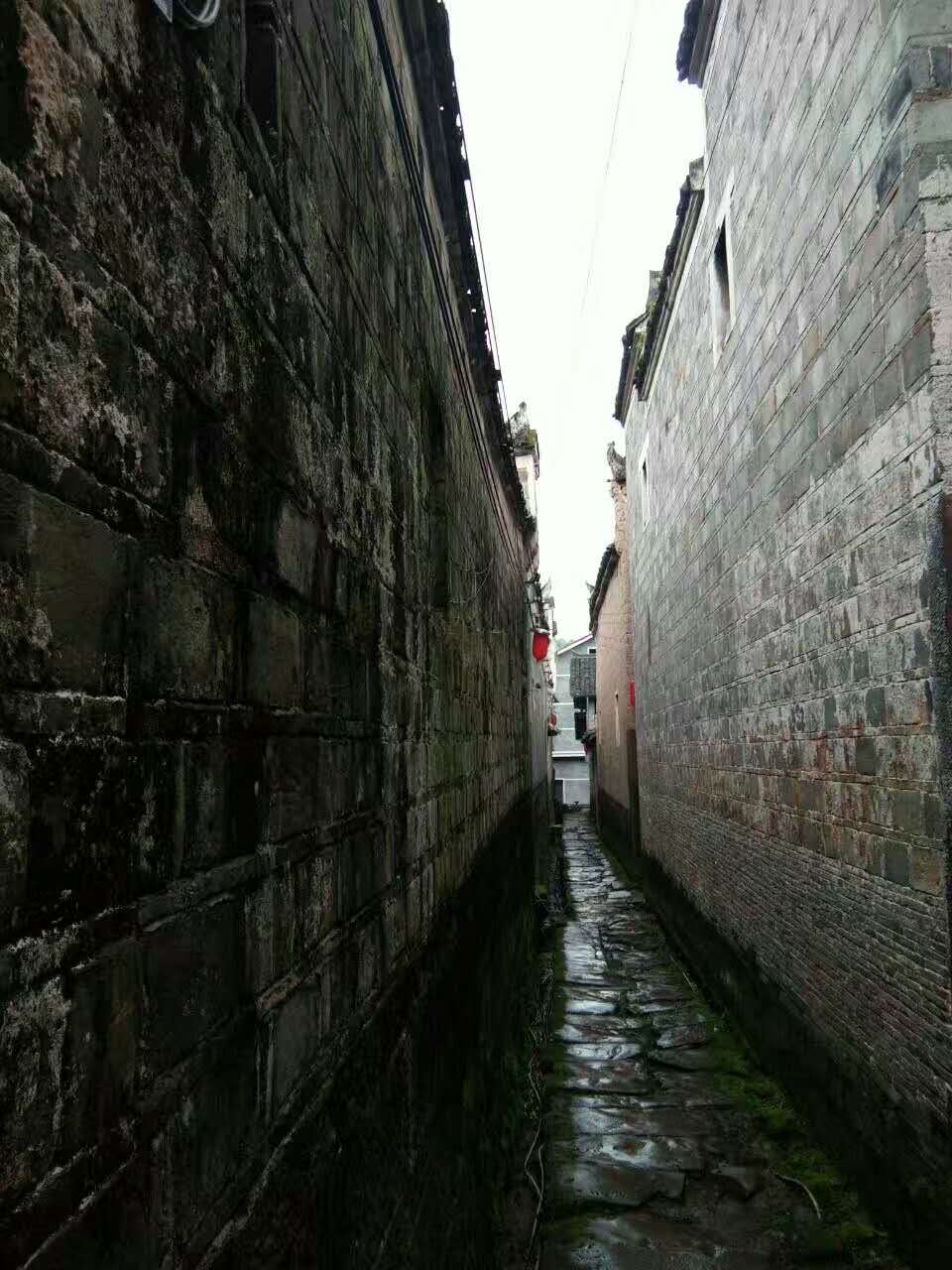 麻阳古树群中蜂养殖专业合作社,麻阳古树群中蜂养殖,麻阳古树群五倍子蜜,麻阳野生蜜