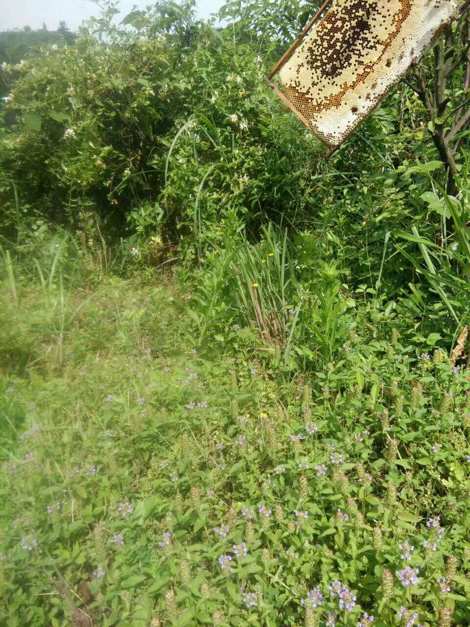 麻阳古树群中蜂养殖专业合作社,麻阳古树群中蜂养殖,麻阳古树群五倍子蜜,麻阳野生蜜