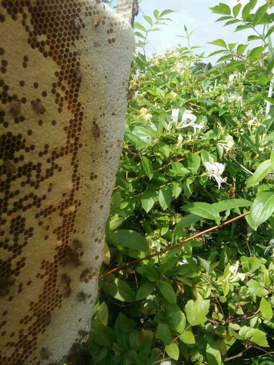 麻阳古树群中蜂养殖专业合作社,麻阳古树群中蜂养殖,麻阳古树群五倍子蜜,麻阳野生蜜