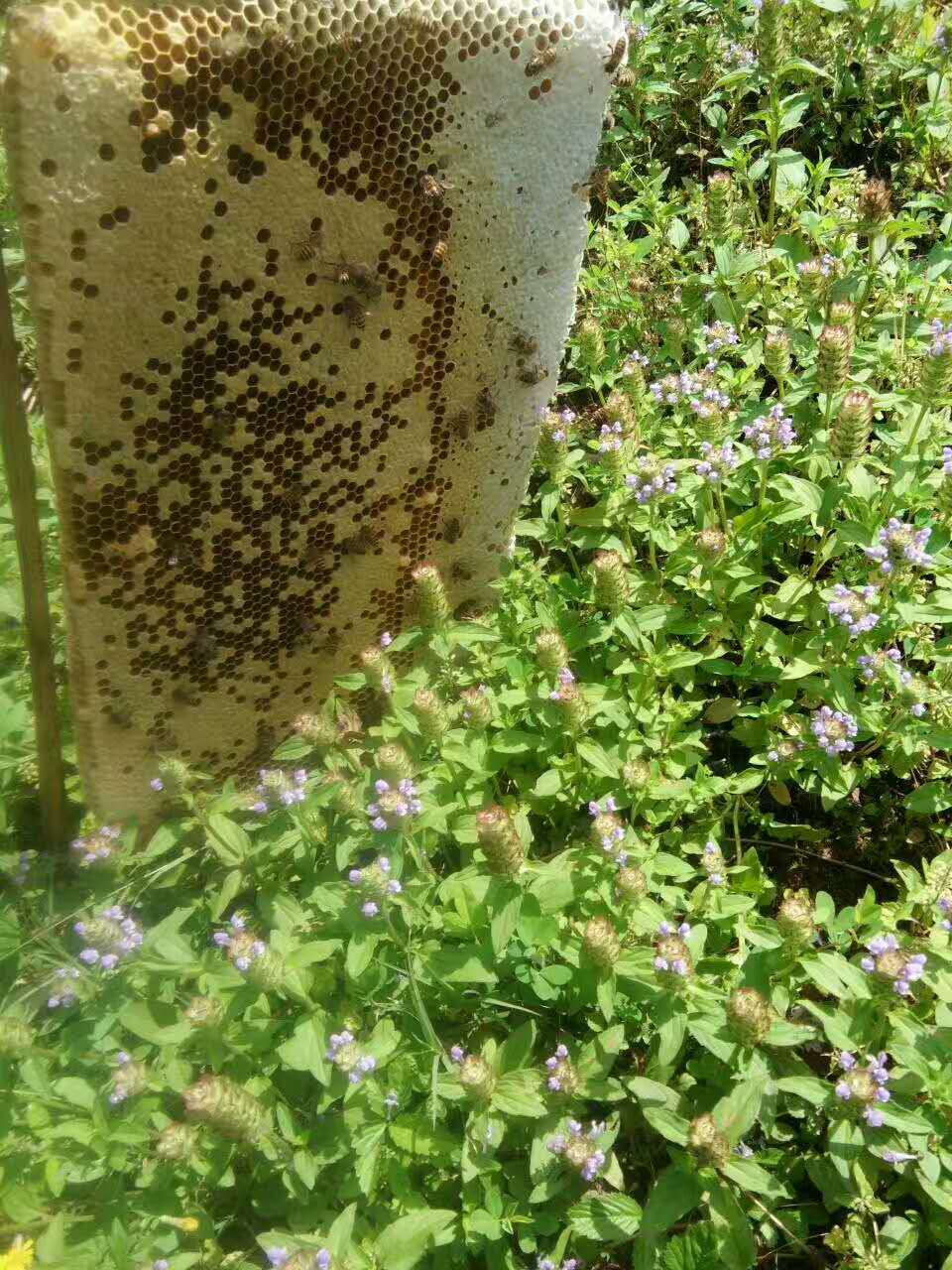 麻阳古树群中蜂养殖专业合作社,麻阳古树群中蜂养殖,麻阳古树群五倍子蜜,麻阳野生蜜