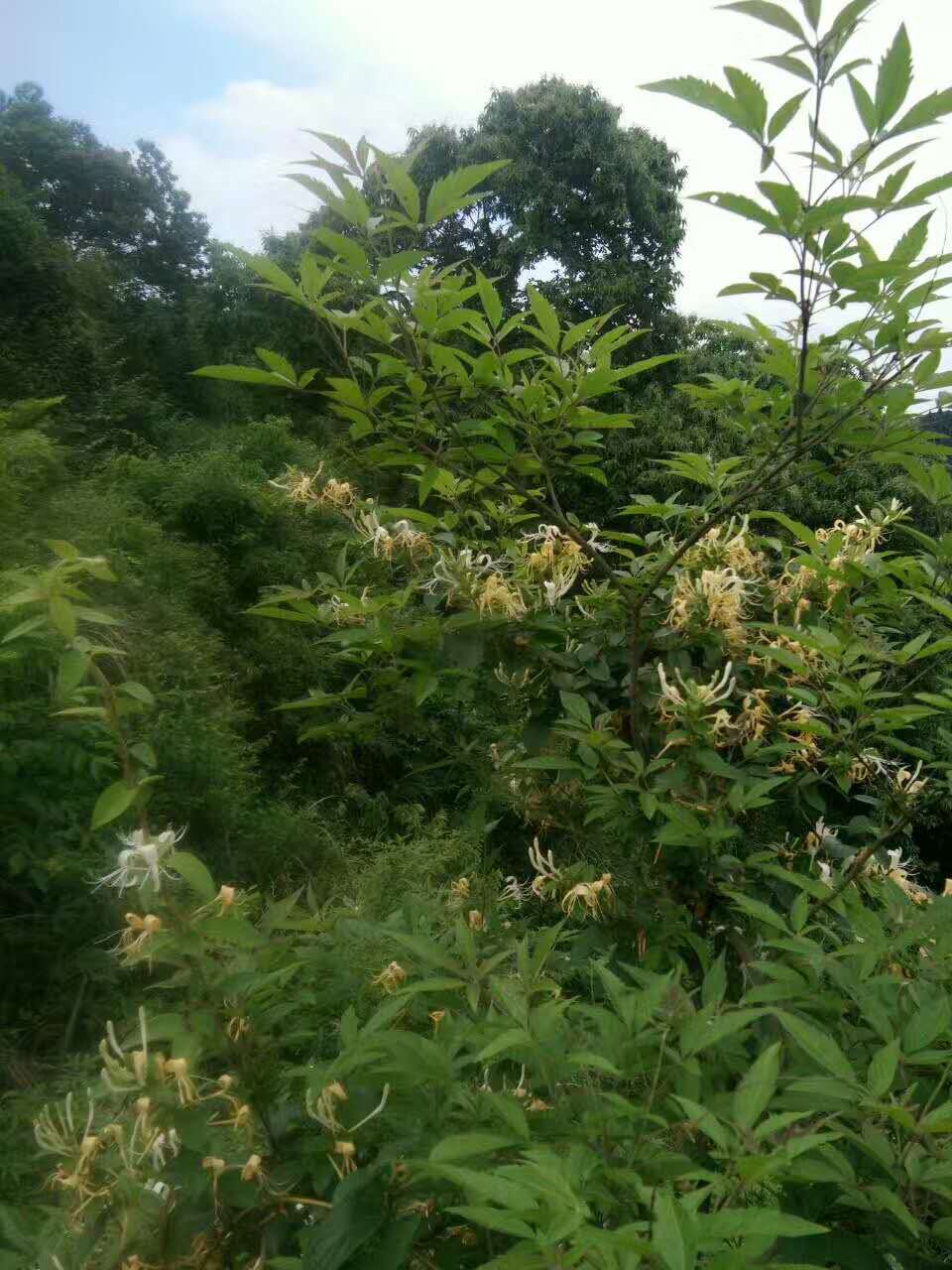 麻阳古树群中蜂养殖专业合作社,麻阳古树群中蜂养殖,麻阳古树群五倍子蜜,麻阳野生蜜