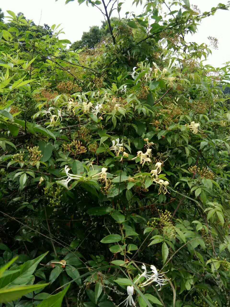 麻阳古树群中蜂养殖专业合作社,麻阳古树群中蜂养殖,麻阳古树群五倍子蜜,麻阳野生蜜