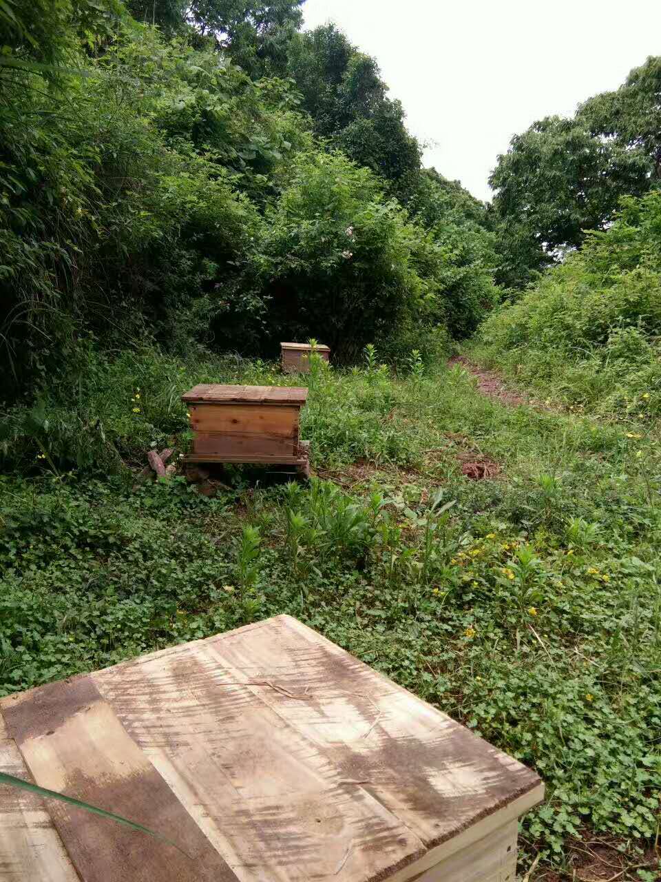 麻阳古树群中蜂养殖专业合作社,麻阳古树群中蜂养殖,麻阳古树群五倍子蜜,麻阳野生蜜