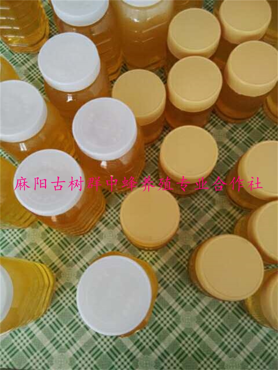 麻阳古树群中蜂养殖专业合作社,麻阳古树群中蜂养殖,麻阳古树群五倍子蜜,麻阳野生蜜